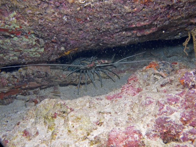 Lobster, South Point